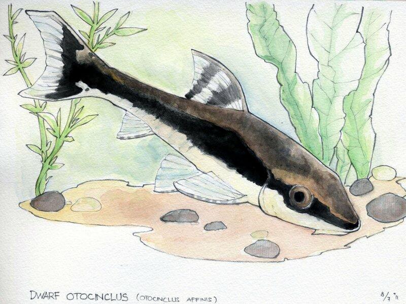 otocinclus_affinis_by_mondoart-d3lcytu.jpg