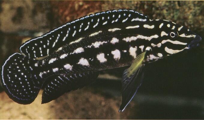 Julidochromis-marlieri-Magara.jpg